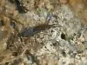 Entomobrya sinelloides