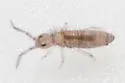 Entomobrya sinelloides - photo 2