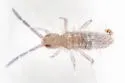 Entomobrya sinelloides - photo 3