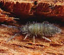 Entomobrya sinelloides - photo 4