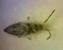 Entomobrya sinelloides - photo 5