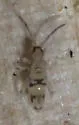 Entomobrya suzannae - photo 2
