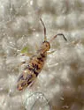 Entomobrya suzannae - photo 3