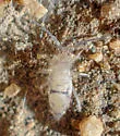 Entomobrya suzannae - photo 4