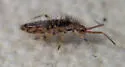 Entomobrya suzannae - photo 5