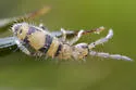 Entomobrya triangularis - photo 2