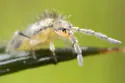 Entomobrya triangularis - photo 3