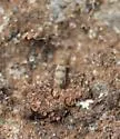Entomobrya triangularis - photo 4