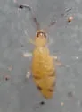 Entomobrya triangularis - photo 5