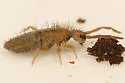 Cotton Springtail