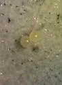 Cotton Springtail - photo 2