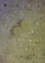 Cotton Springtail - photo 3