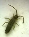 Cotton Springtail - photo 4