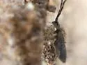 Cotton Springtail - photo 5