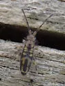 Entomobrya washingtonia