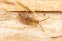 Entomobrya washingtonia - photo 3