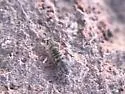 Entomobrya zona