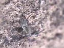 Entomobrya zona - photo 2