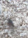 Entomobrya zona - photo 3
