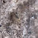 Entomobrya zona - photo 4