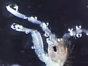 Entomobryoides dissimilis