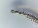 Entomobryoides dissimilis - photo 3