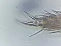Entomobryoides dissimilis - photo 4