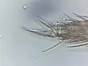 Entomobryoides dissimilis - photo 5