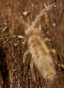Entomobryoides mineola - photo 2