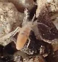 Entomobryoides mineola - photo 3