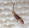 Entomobryoides mineola - photo 4