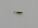 Entomobryoides mineola - photo 5