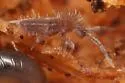 Entomobryoides purpurascens