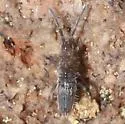 Entomobryoides purpurascens - photo 2