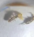 Entomobryoides purpurascens - photo 3