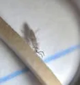 Entomobryoides purpurascens - photo 4