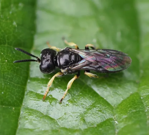 Entomognathus brevis