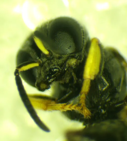 Entomognathus brevis - photo 2