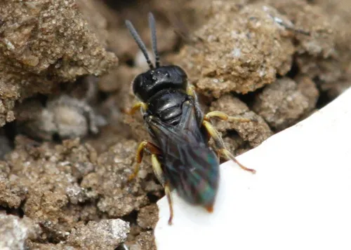 Entomognathus brevis - photo 3