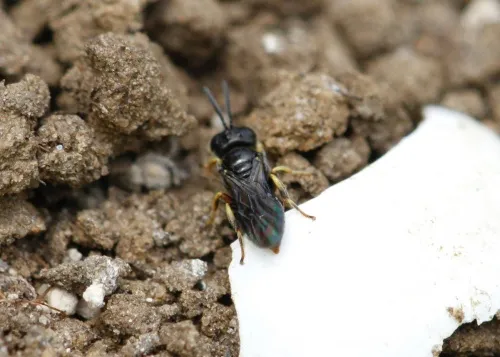 Entomognathus brevis - photo 4