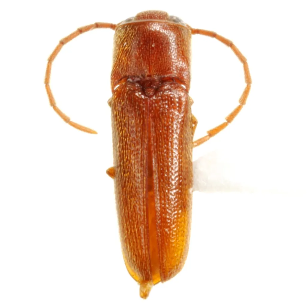 Entomophthalmus rufiolus - photo 2