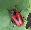 Red Turnip Beetle - photo 2