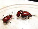 Red Turnip Beetle - photo 3
