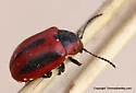 Red Turnip Beetle - photo 4