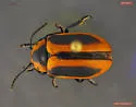 Red Turnip Beetle - photo 5