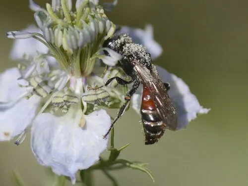 Entomosericidae - Entomosericidae