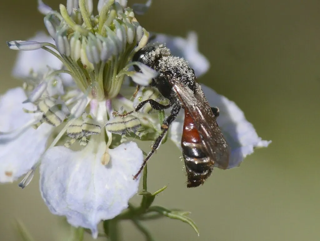 Entomosericidae - photo 2
