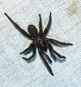 Entychides arizonica