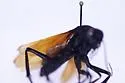Entypus aratus - photo 2