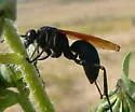 Entypus aratus - photo 3